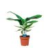 Bananenplant (Musa Dwarf Cavendish) - Kamerplant - ⌀ 12 cm