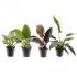 Philodendron - Kamerplant - ⌀ 14 cm