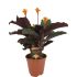 Calathea Crocata (gele calathea) - Kamerplant - Oranje - ⌀ 14 cm