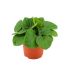Peperomia Rana Verde - Kamerplant - ⌀ 10,5 cm