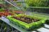 Royal Well Alu Sower 200 x 32,5 cm  - Kweekschap - Zilver