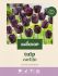 Welkoop Tulp Carlijn - Bloembollen - Multi - 20 stuks