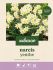 Welkoop Narcis Yenthe - Bloembollen - Multi - 25 stuks
