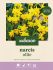 Welkoop Narcis Ollie - Bloembollen - Geel - 25 stuks