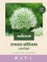 Welkoop Reuze Allium Corine - Bloembollen - Multi - 3 stuks
