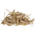 Welkoop Tarwe aren - Kippensnack - 1 kg
