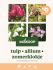 Welkoop Tulp Allium Zomerklokje - Biodiversiteit - Bloembollen - Multi - 35 stuks