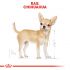 Royal Canin Chihuahua Adult Pouch  - Hondenvoer - 0,012 kg