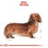 Royal Canin Dachshund Adult Pouch - Hondenvoer - 0,012 kg