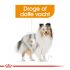 Royal Canin Coat Care Wet - Hondenvoer - 0,012 kg