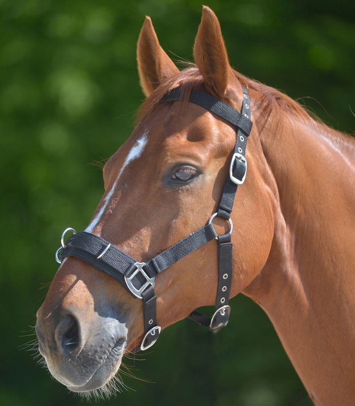 Waldhausen Longeerhalster Halster Cob
