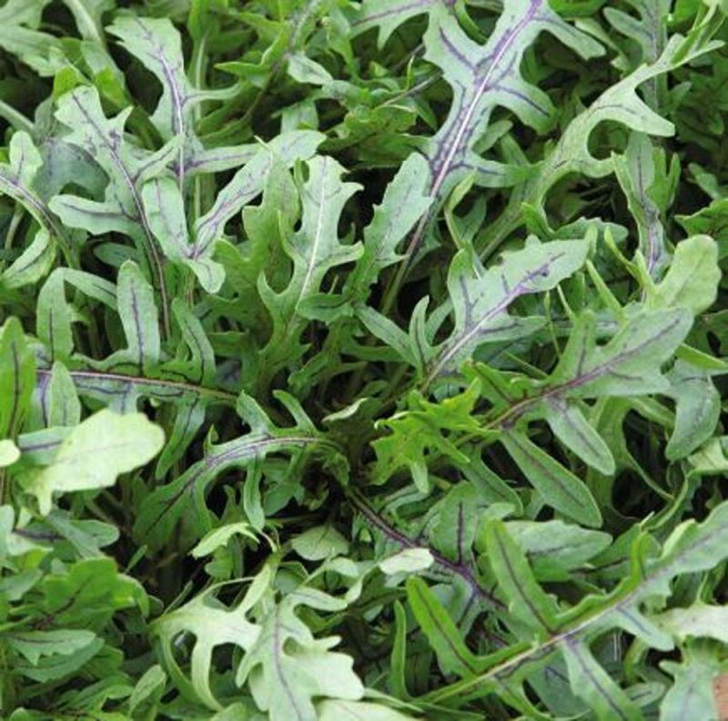 Oranjeband Rucola Dragons Tonque Diplotaxis tenuifolia - Sla - 0,15 gram
