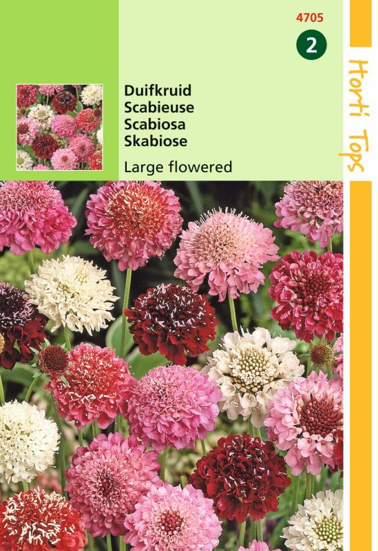 Hortitops Duifkruid Scabiosa atropurpurea - Bloemzaden - 0,5 gram