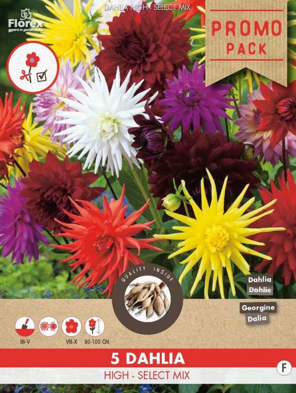Florex Dahlia Cactus hoog - Bloembollen - Gemengd - 5 stuks