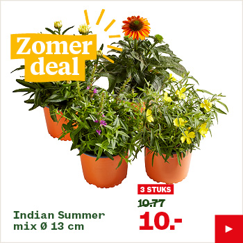 Indian Summer mix Ø 13 cm