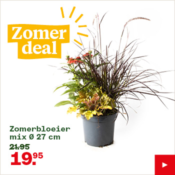 Zomerbloeier mix Ø 27 cm