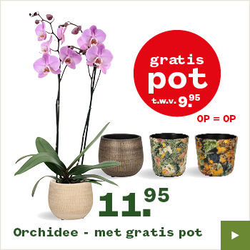 Orchidee actie week 38