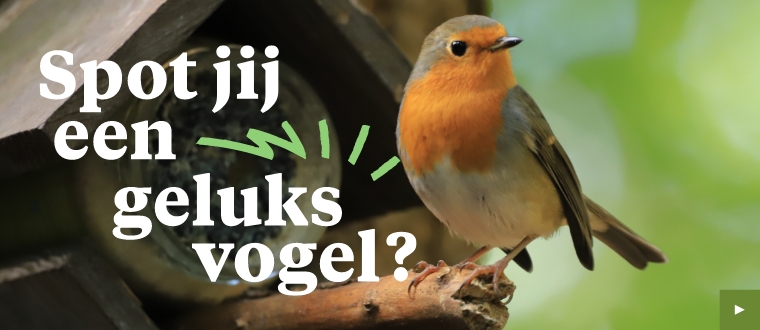 Header A - Welkoop geluksvogels