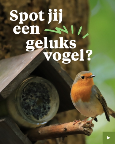 Header A mobiel - Welkoop geluksvogels
