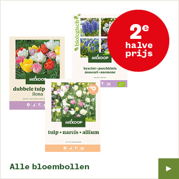 Alle bloembollen – 2e halve prijs