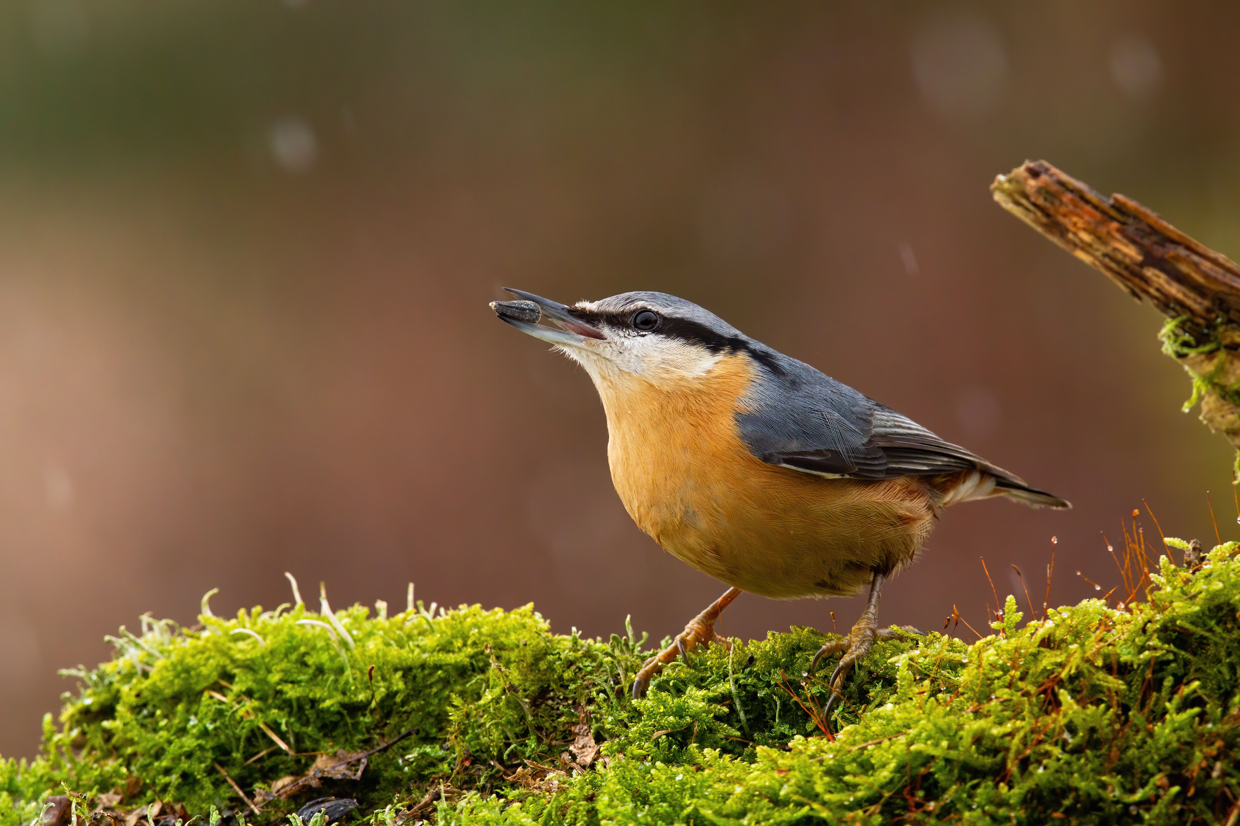 Boomklever in het gras