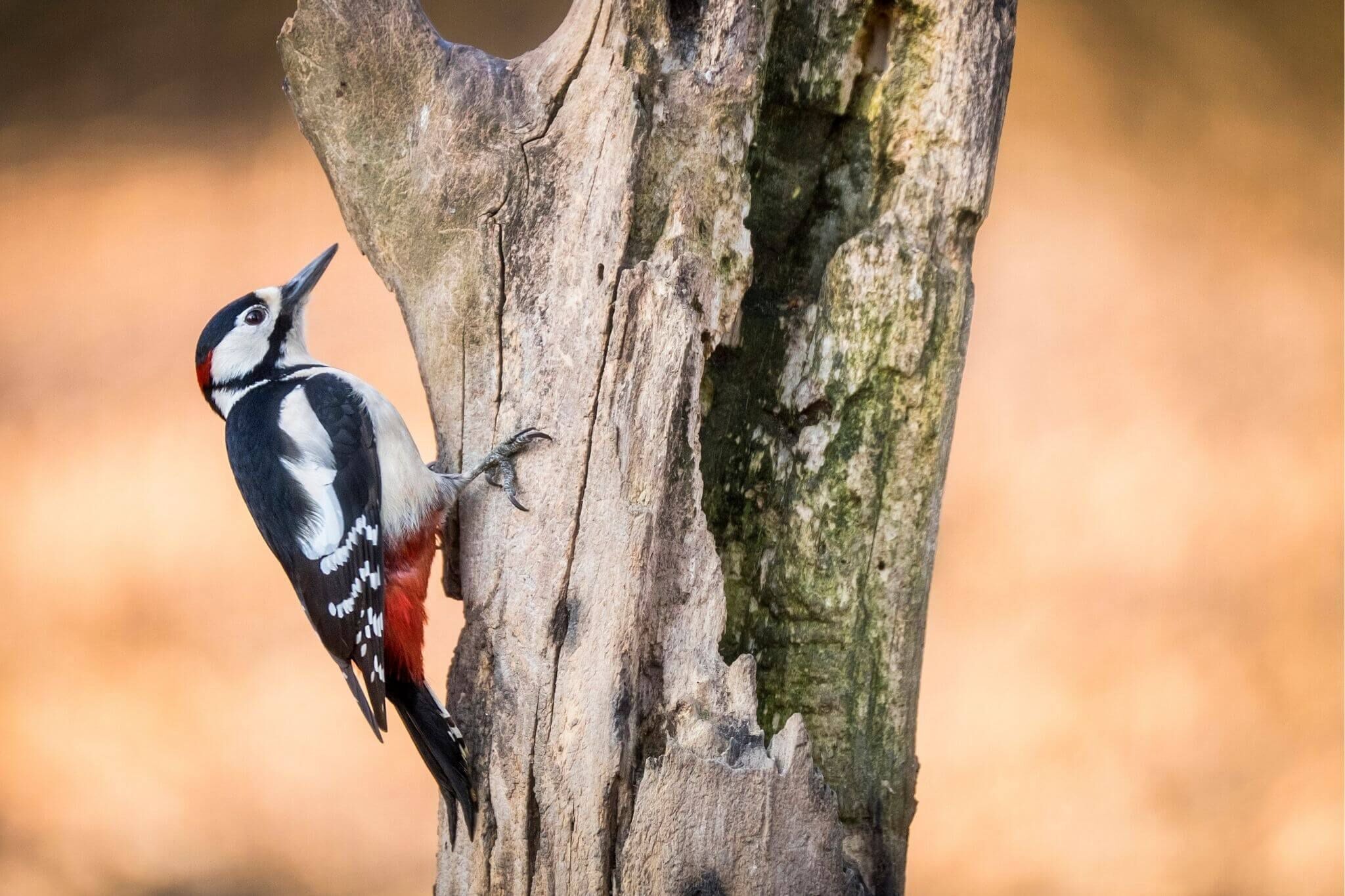 Grote bonte specht hakend