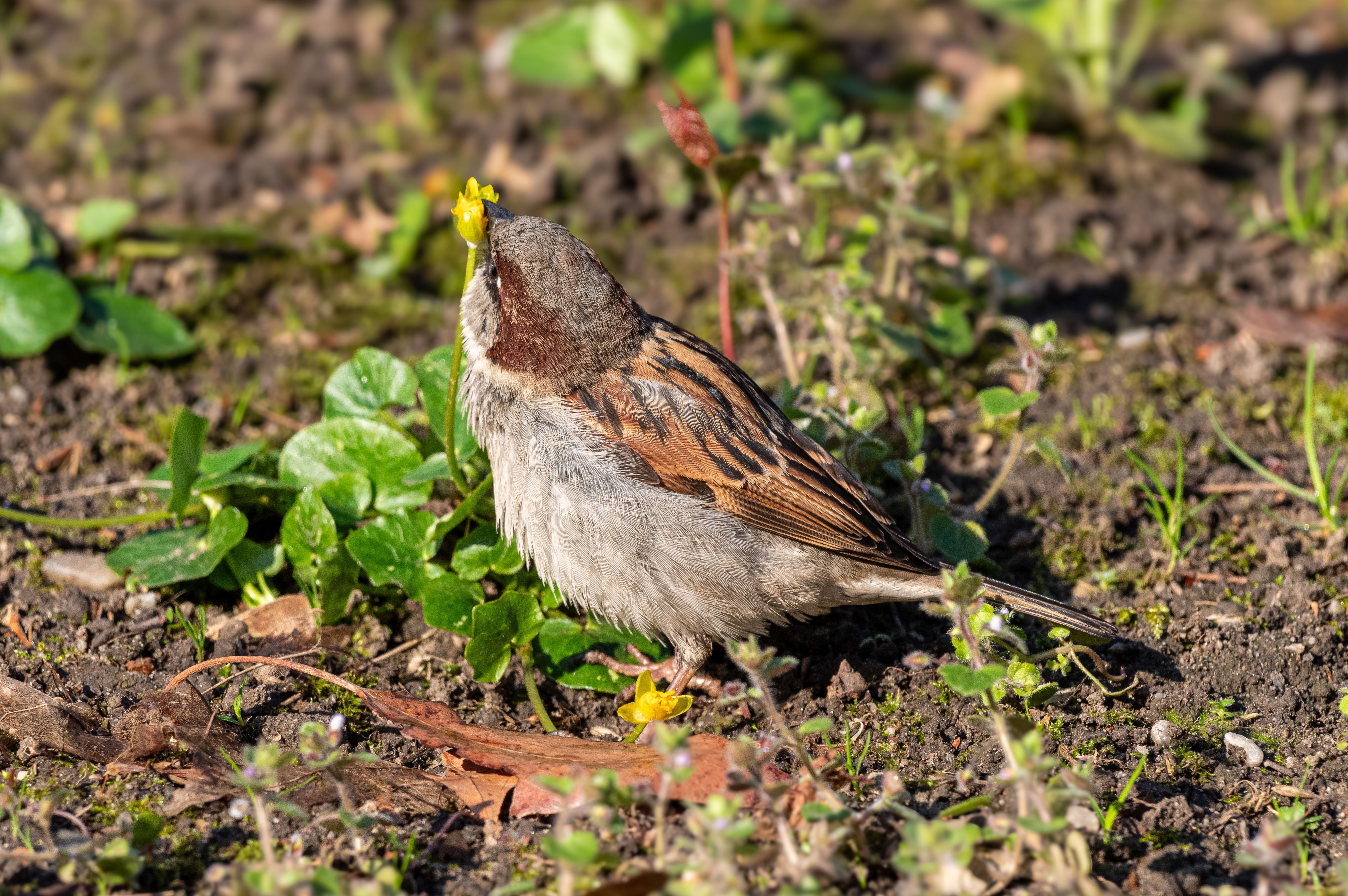 Huismus close-up