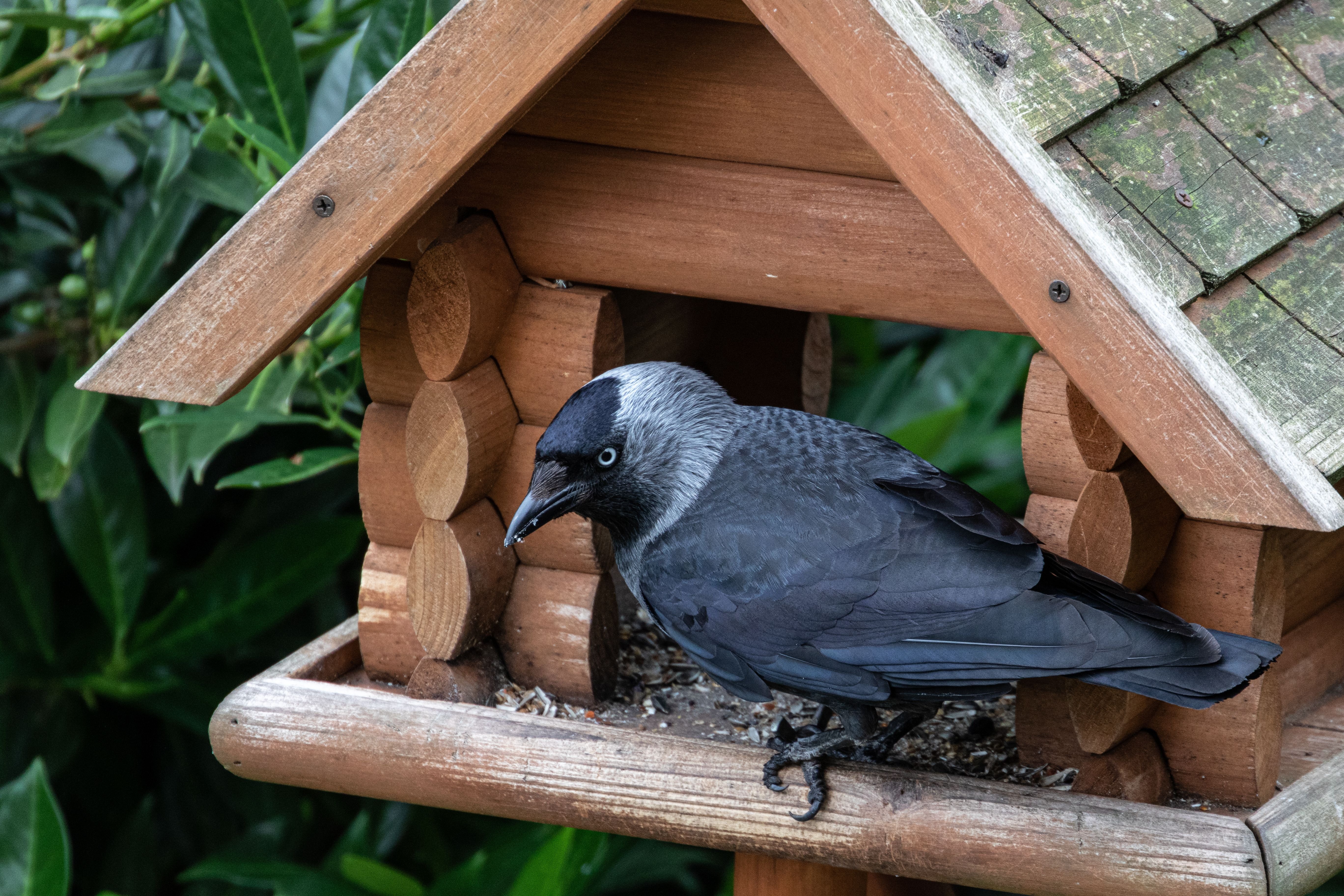 Kauw in tuin