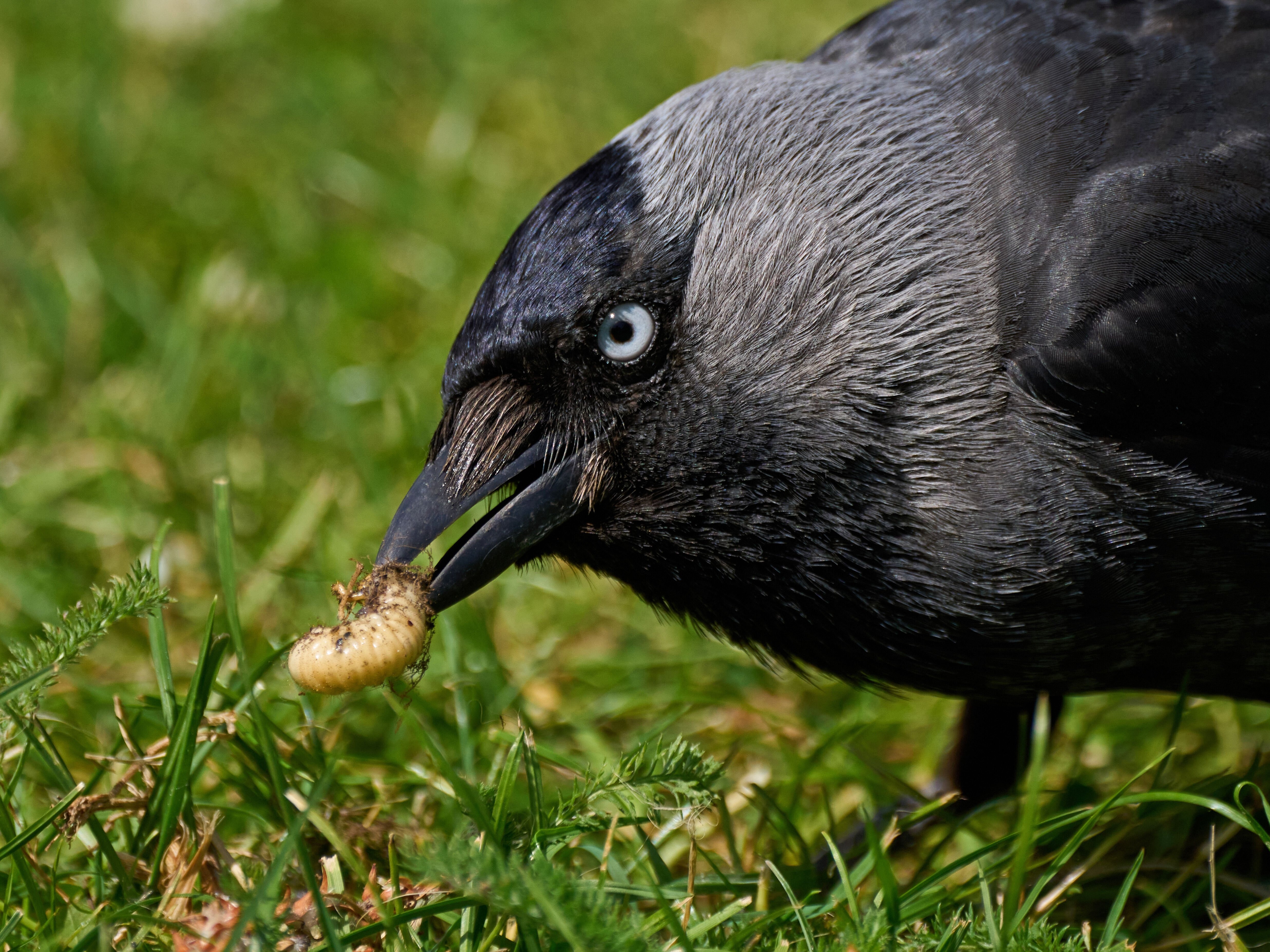 Kauw in de tuin