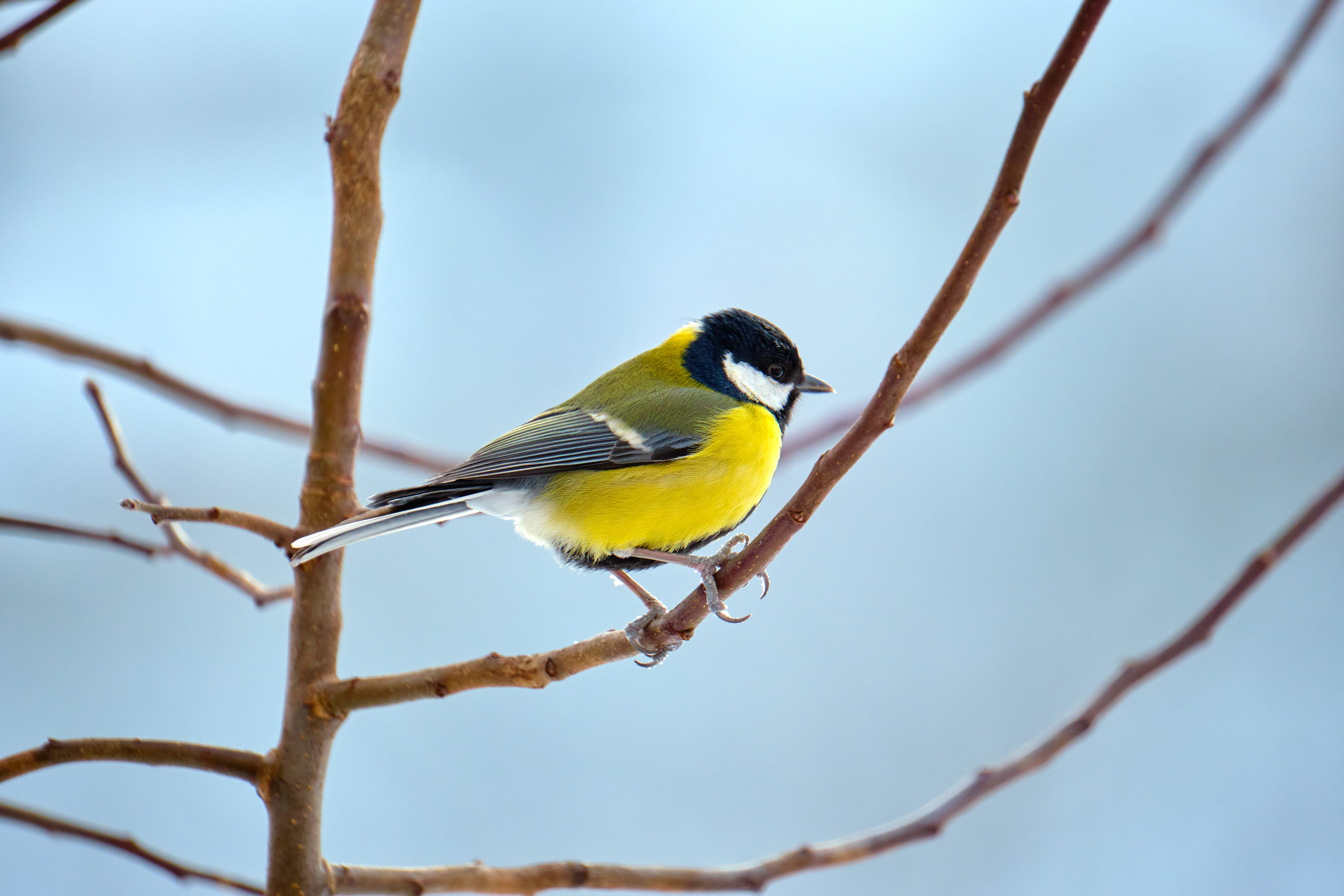 Koolmees op wintertak