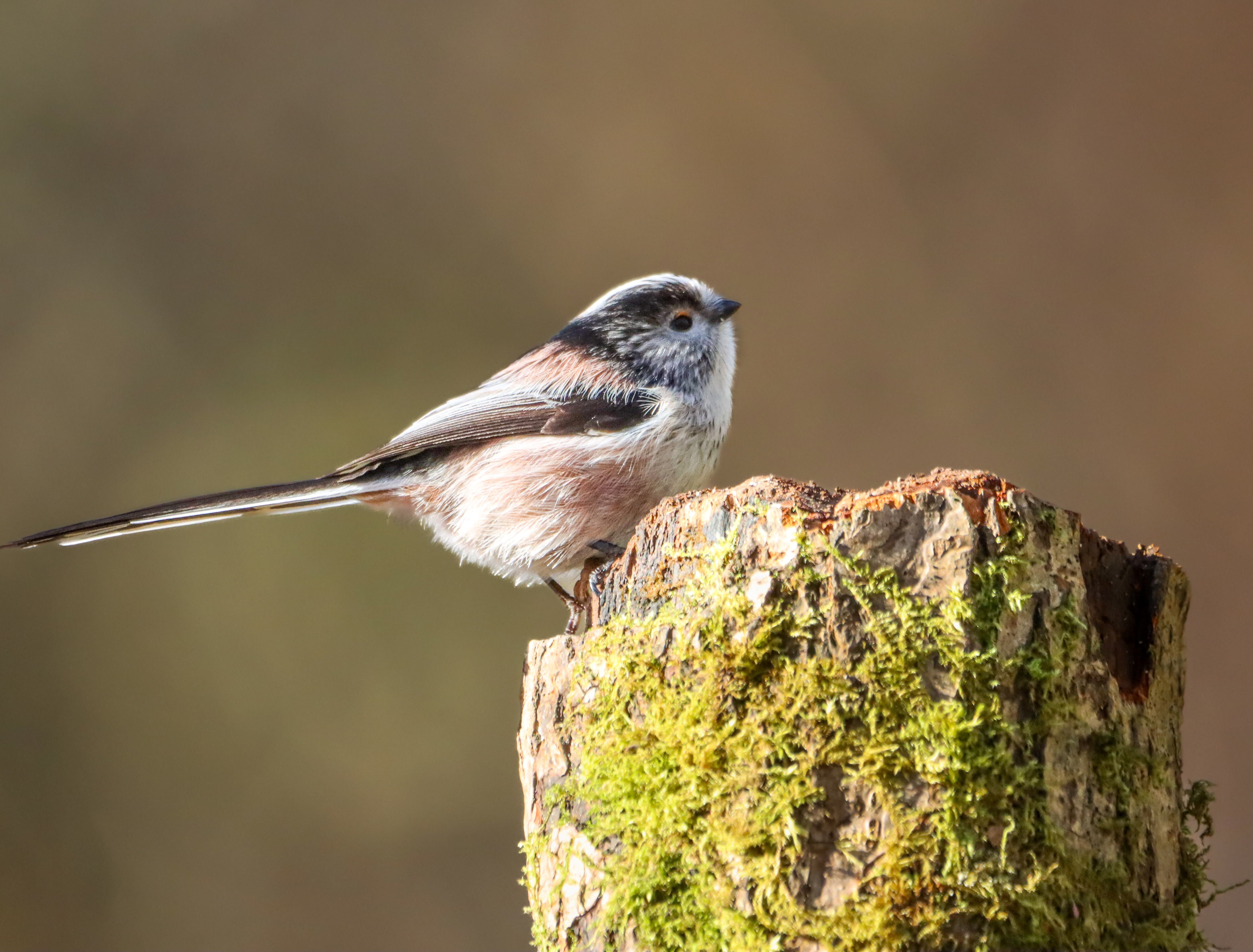 Staartmees in de tuin