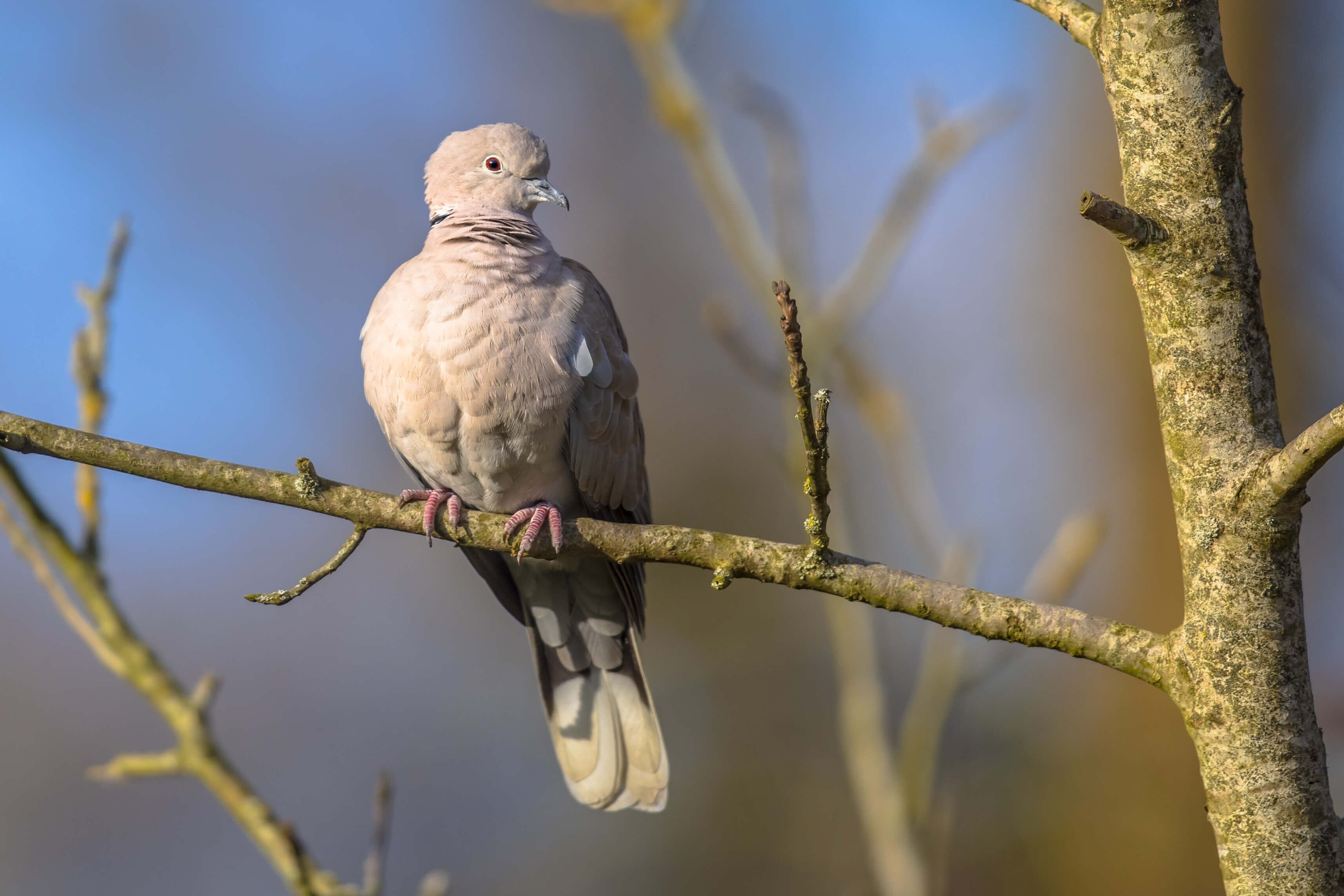 Turkse tortel in de tuin