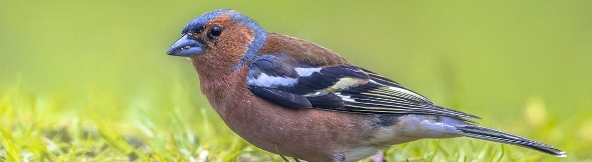 Vink - Welkoop