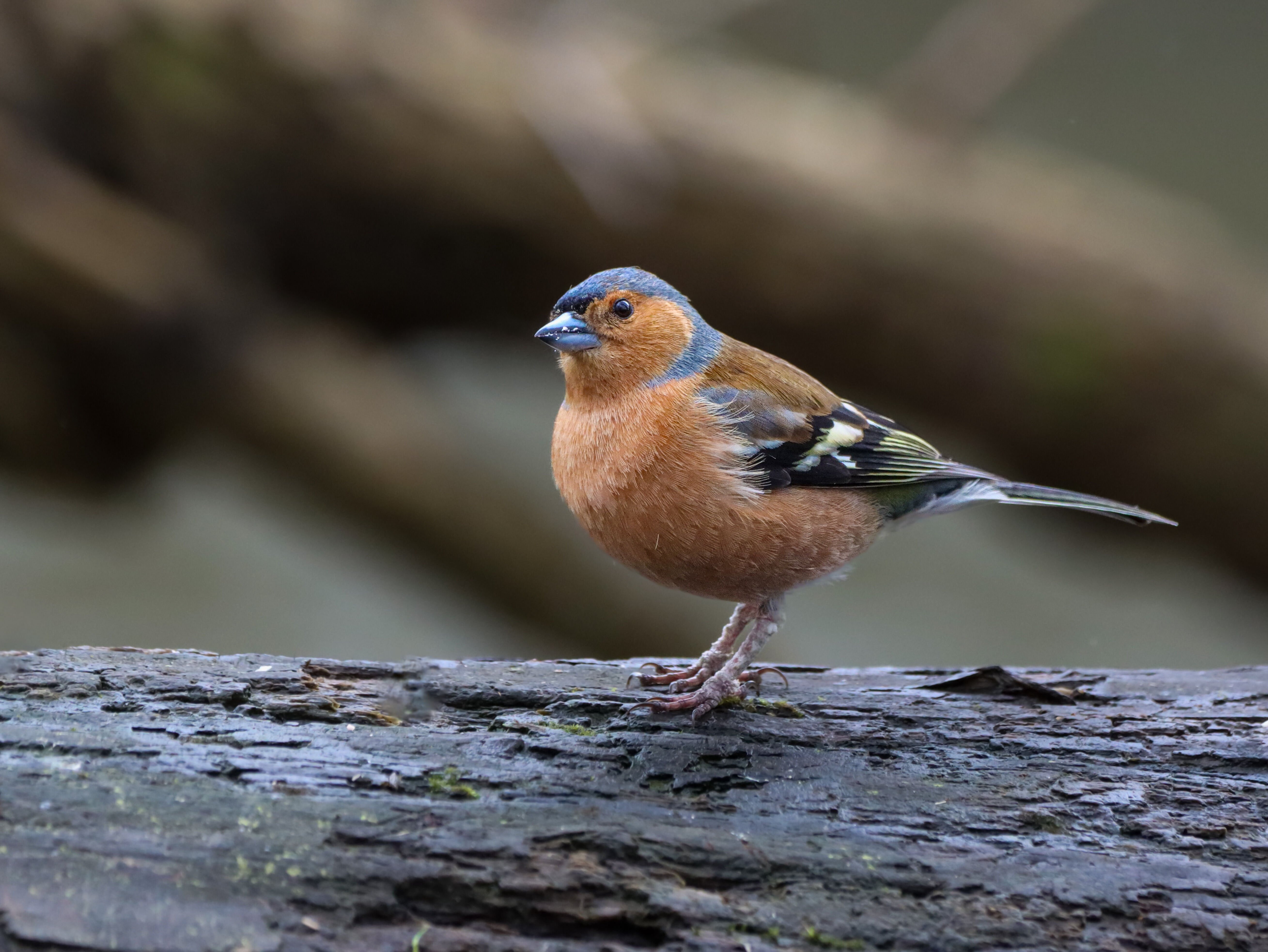 Vink op tak