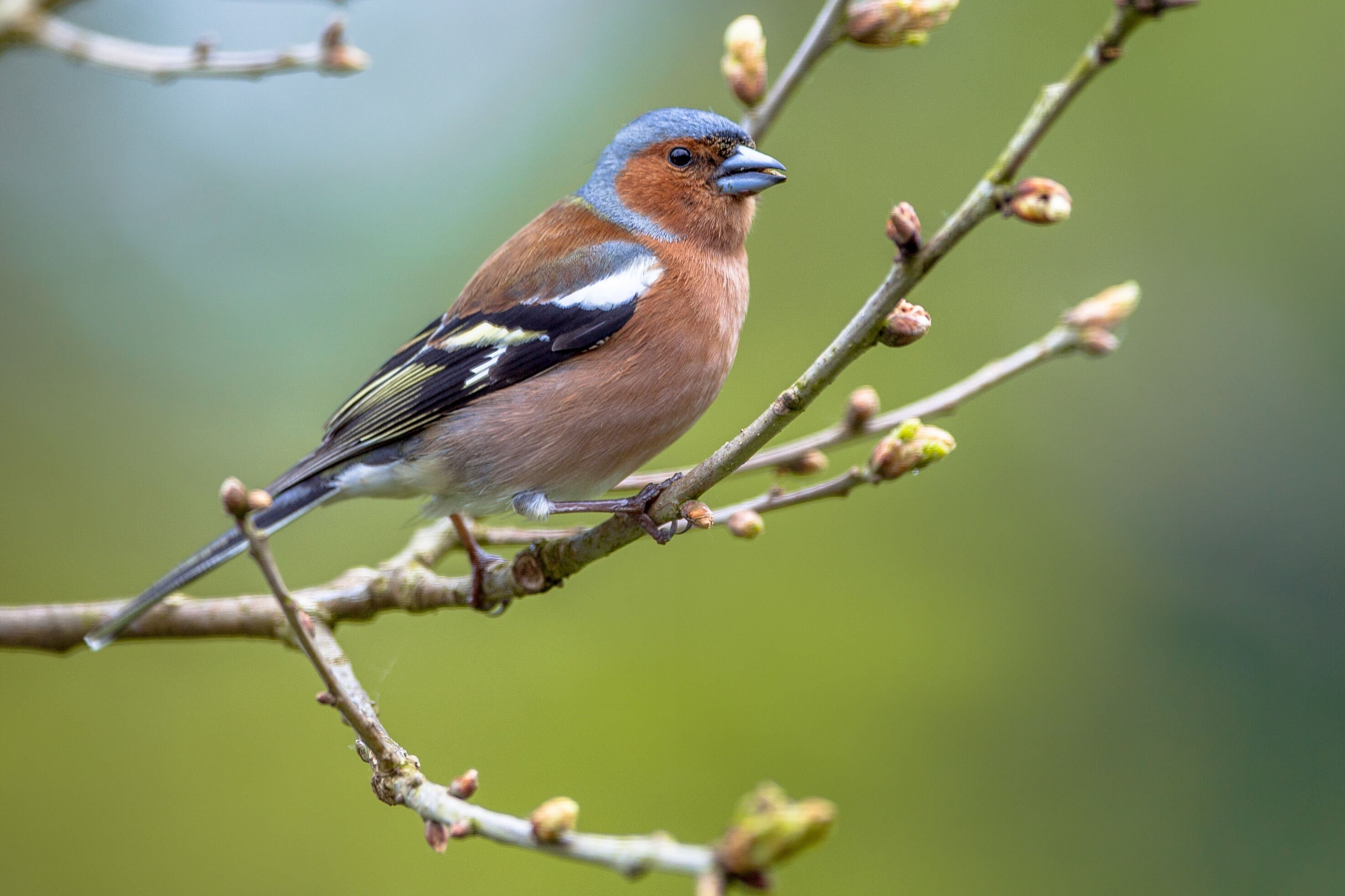Vink in de tuin