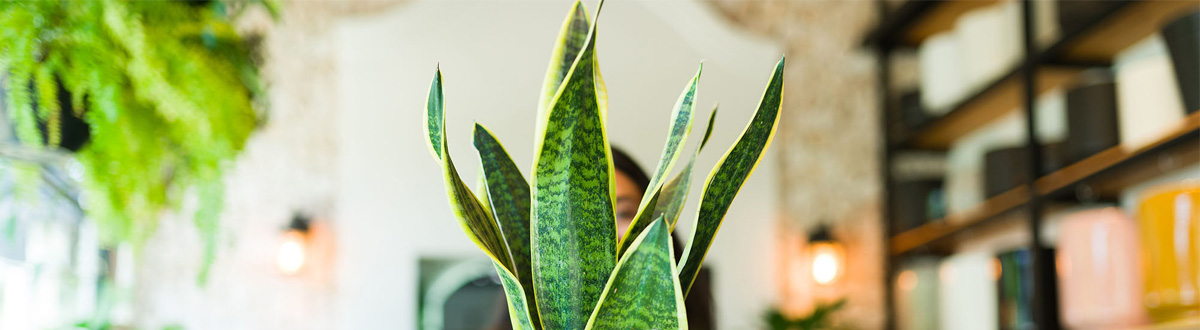 Kamerplanten verzorging desktop