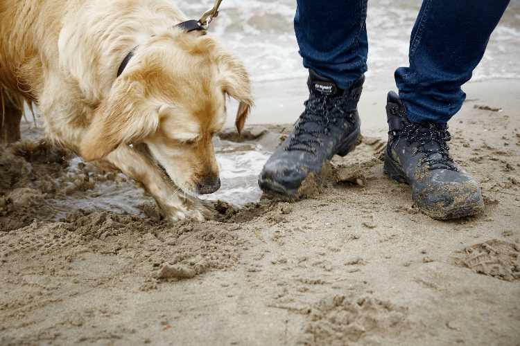 Wandelschoenen met hond in modder