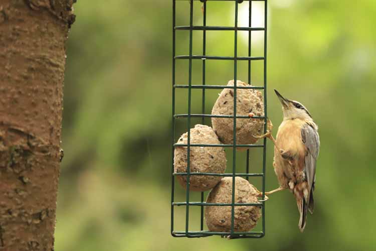 Vogels bijvoeren